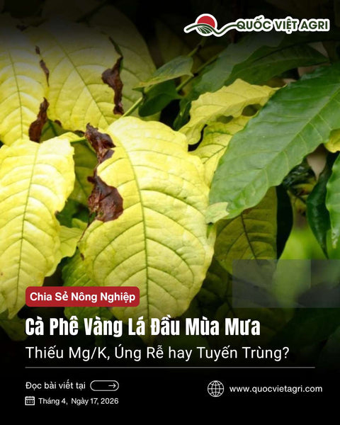 Cà Phê Vàng Lá Đầu Mùa Mưa: Thiếu Mg/K, Úng Rễ hay Tuyến Trùng?