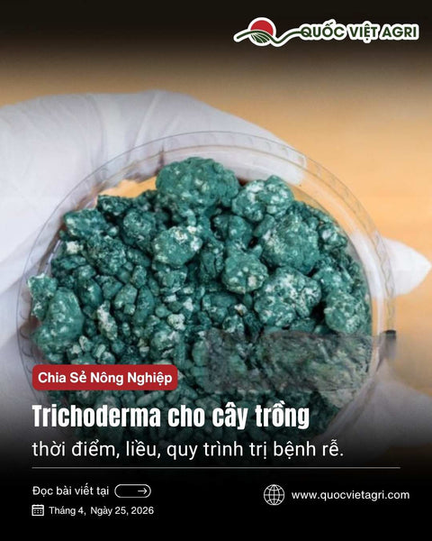 Trichoderma Cho Cây Trồng: Thời Điểm, Liều, Quy Trình Trị Bệnh Rễ [2026]