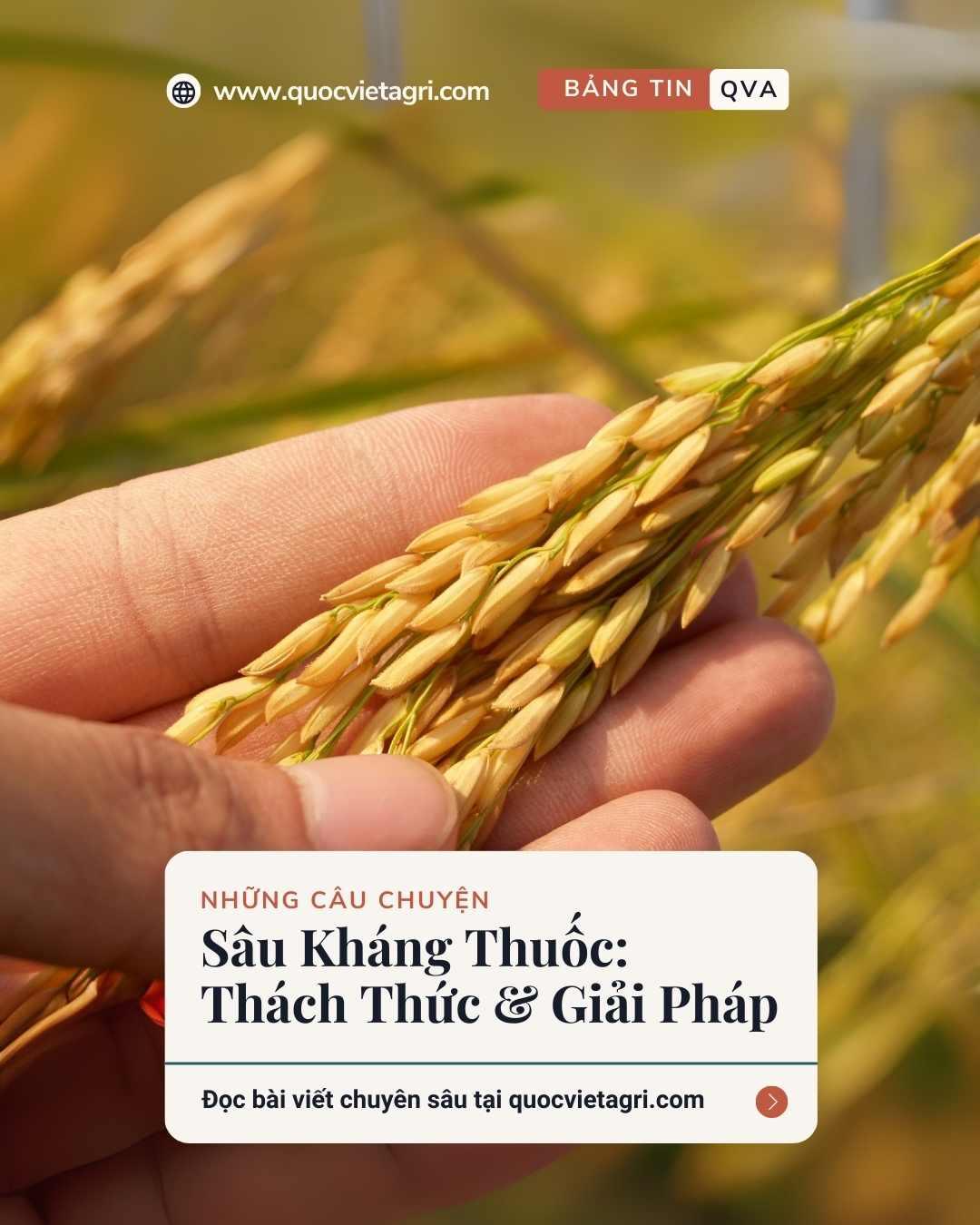 hình cover cho bài  viết về sâu kháng thuốc bởi chuyên gia của quốc việt agri