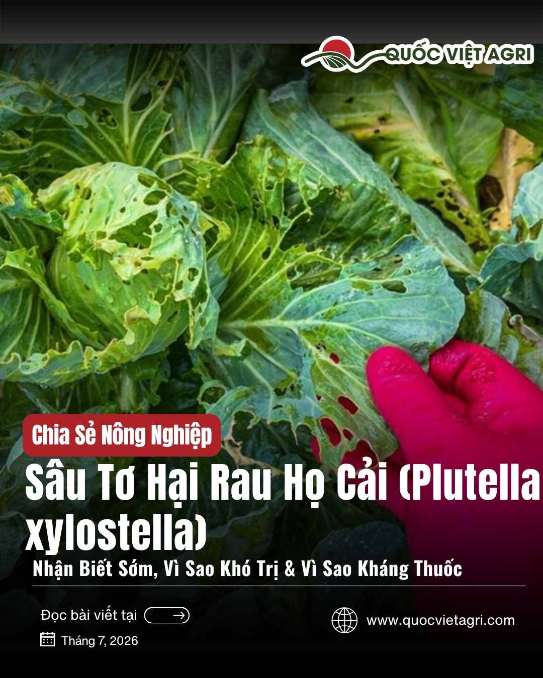 Ảnh bìa bài viết Sâu Tơ Hại Rau Họ Cải (Plutella xylostella) của Quốc Việt Agri