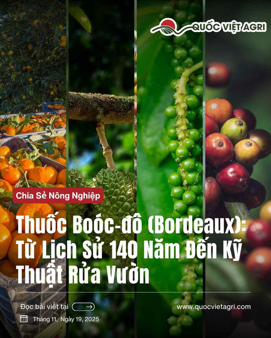 bài viết về bordeaux trên cây có múi, tiêu, sầu riêng, cà phê. Lịch sử 140 năm của bordeaux và kỹ thuật hướng dẫn chi tiết cho nhà vườn từ quốc việt agri.