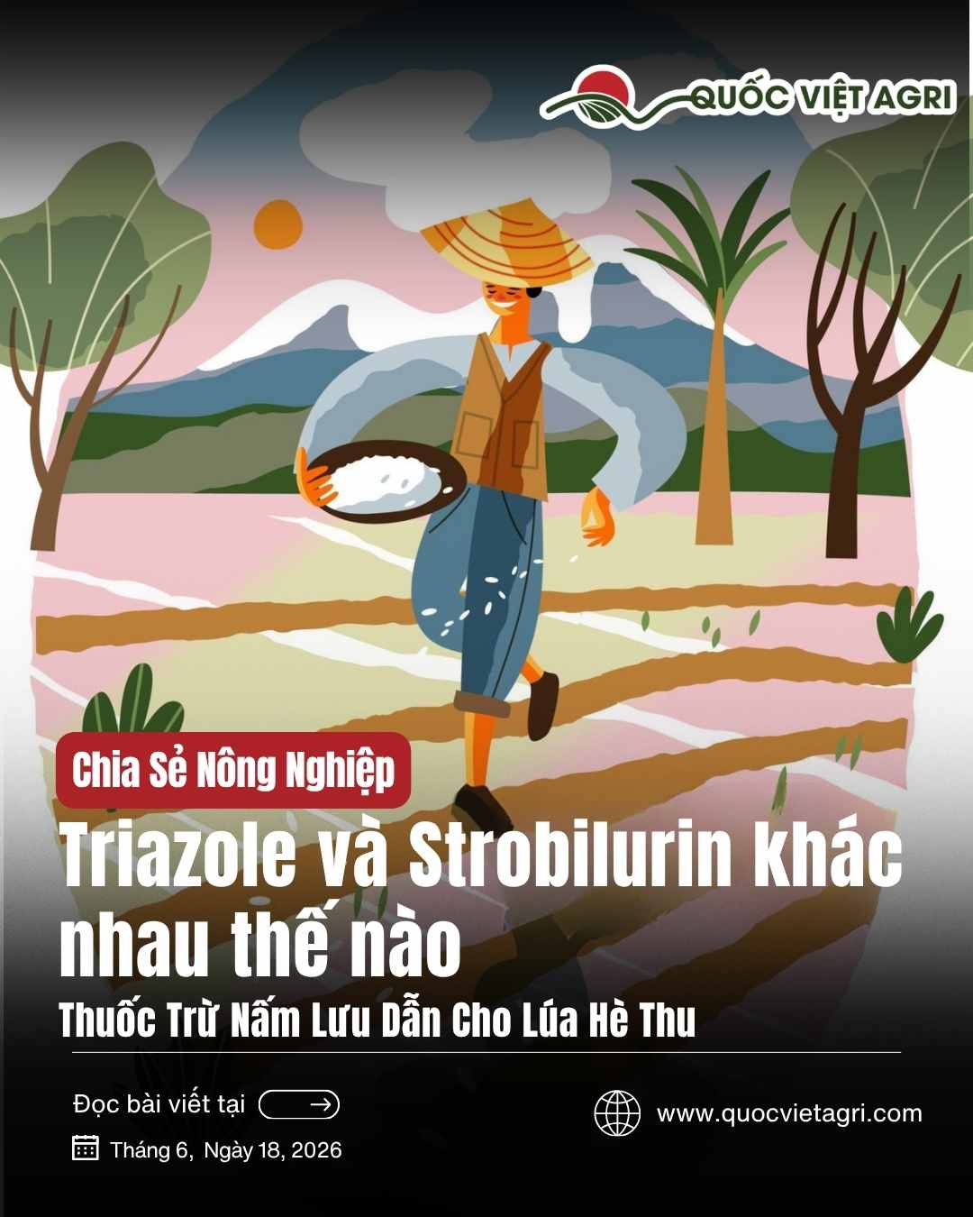 So sánh hai nhóm thuốc trừ nấm lưu dẫn Triazole và Strobilurin cho lúa Hè Thu