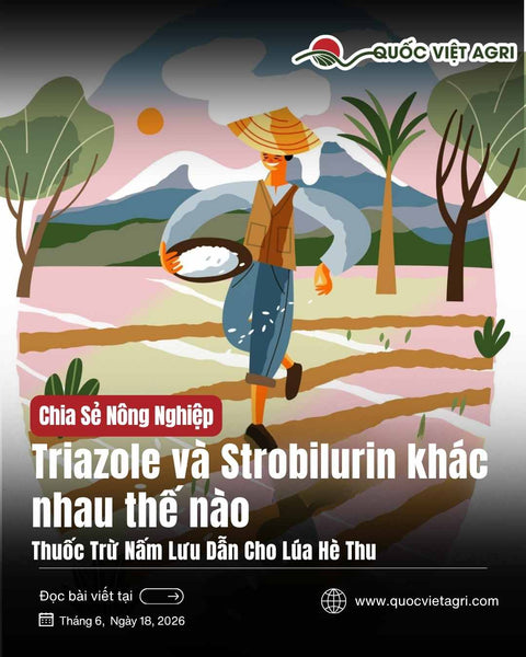 Thuốc Trừ Nấm Lưu Dẫn Cho Lúa Hè Thu: Triazole Và Strobilurin Khác Nhau Thế Nào, Dùng Khi Nào