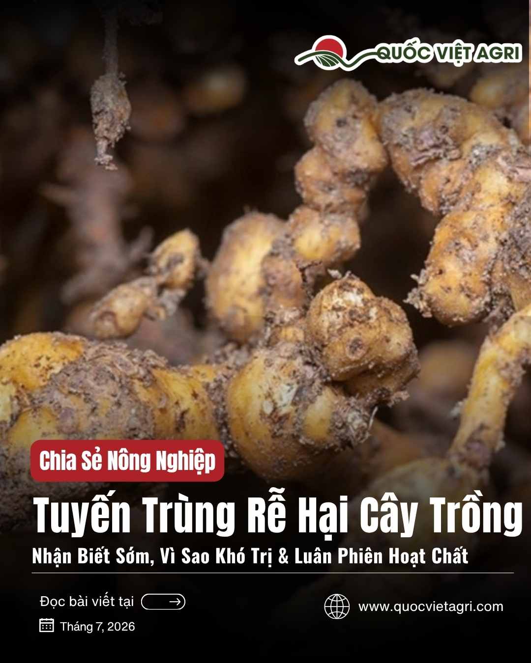 Ảnh bìa bài viết Tuyến Trùng Rễ Hại Cây Trồng — rễ nổi bướu do tuyến trùng, của Quốc Việt Agri