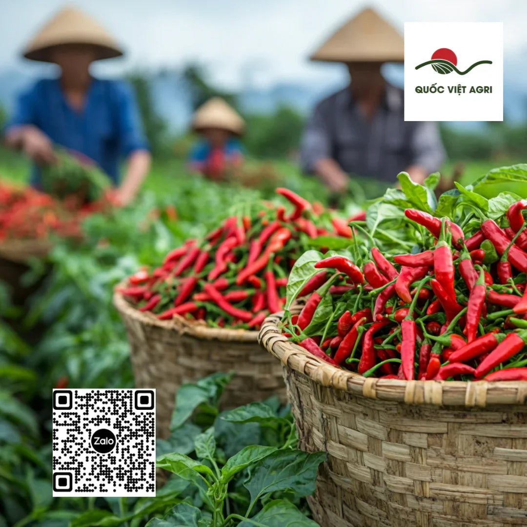 Trồng Ớt Hữu Cơ Chọn giống và Ươm Cây Con