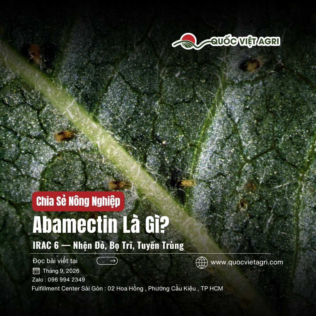 Abamectin là gì — nhện đỏ hai chấm ở mặt dưới lá, Quốc Việt Agri