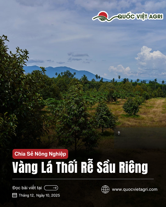 ảnh bìa về nguyên nhân vàng lá và thối rễ sầu riêng. HÌnh ảnh vườn sầu riêng non tại tây nguyên việt nam khỏe mạnh.