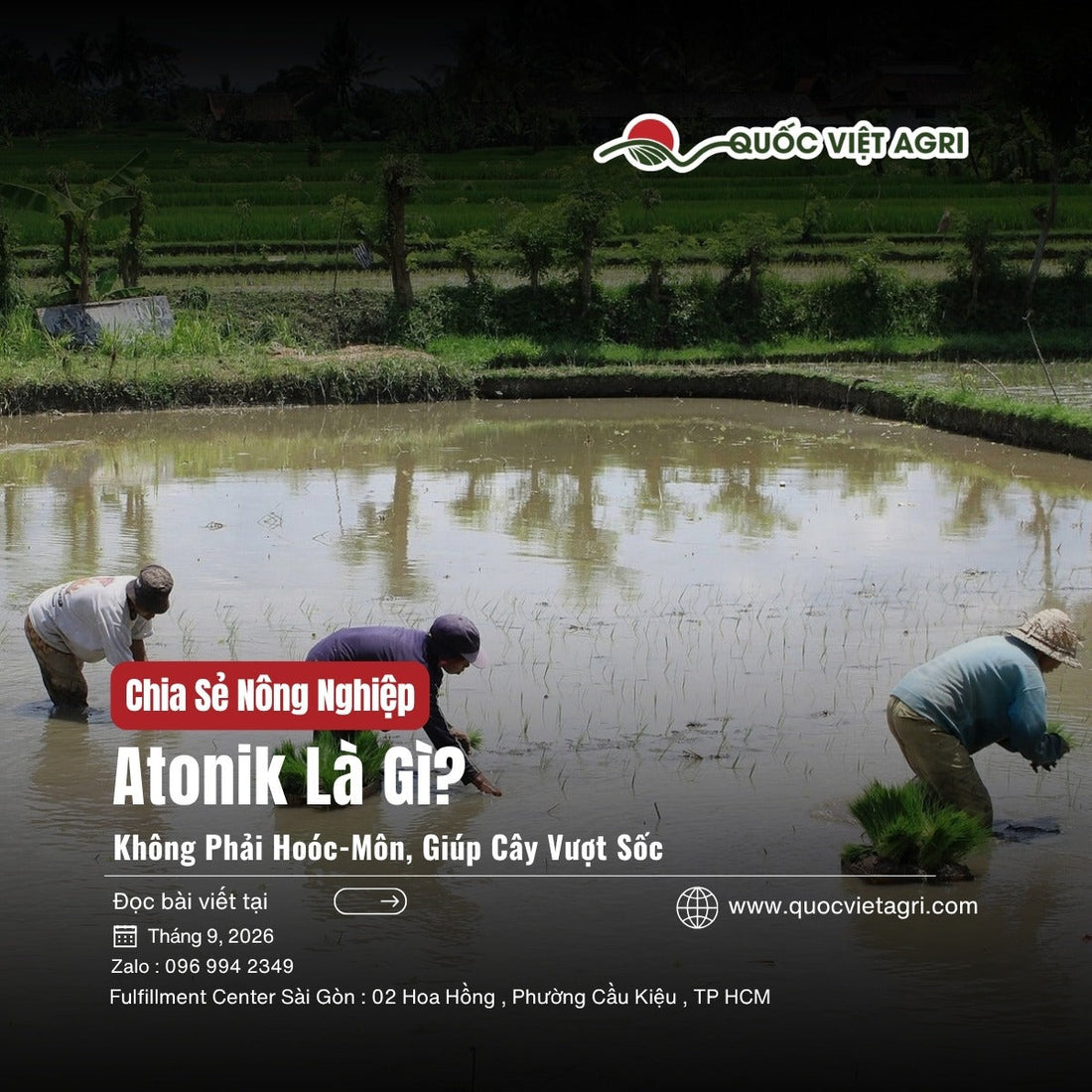 Atonik là gì – cấy mạ lúa trên ruộng nước