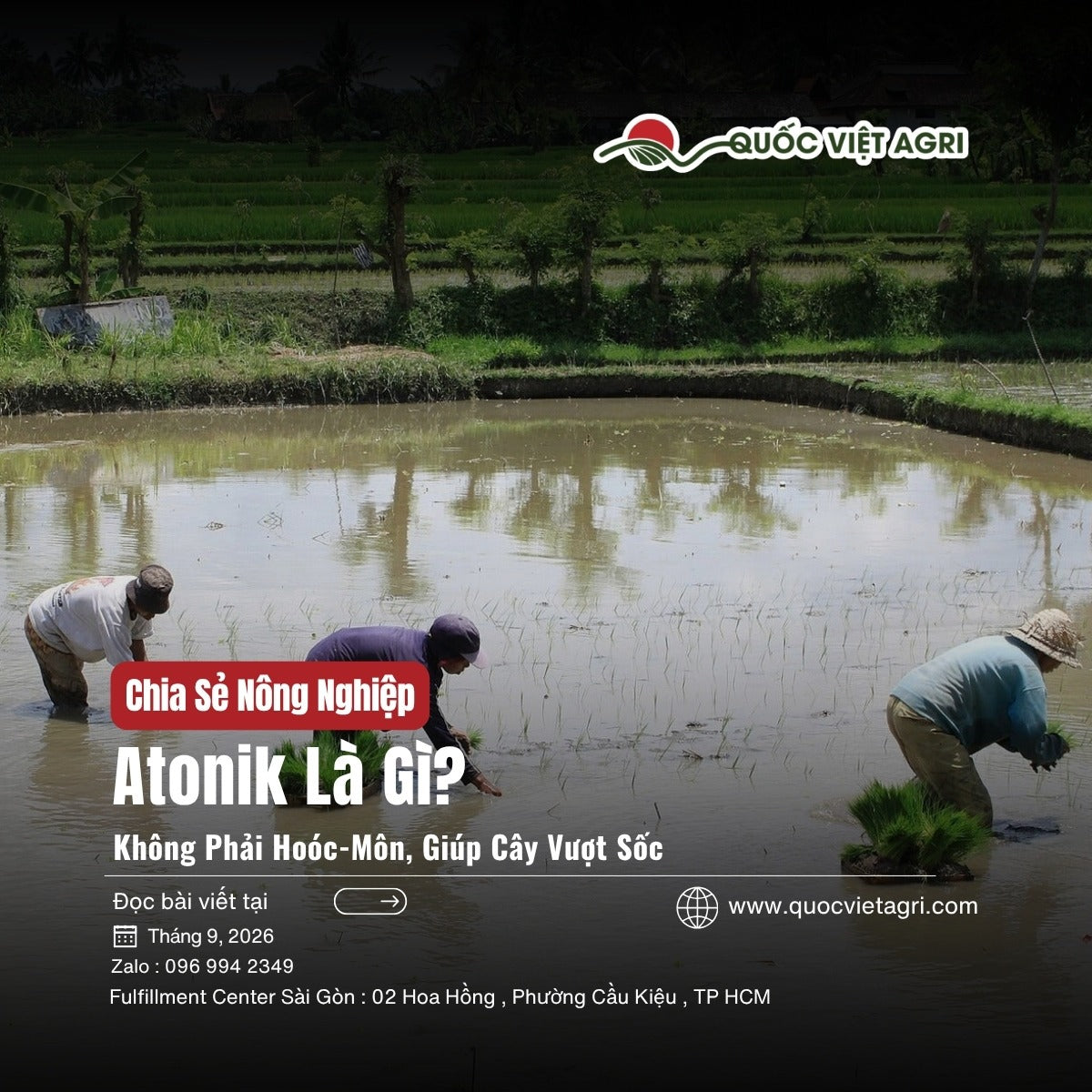 Atonik là gì – cấy mạ lúa trên ruộng nước