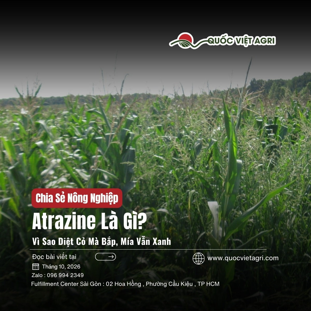 Atrazine là gì: cỏ dại mọc lấn trong ruộng bắp, ảnh bìa Quốc Việt Agri