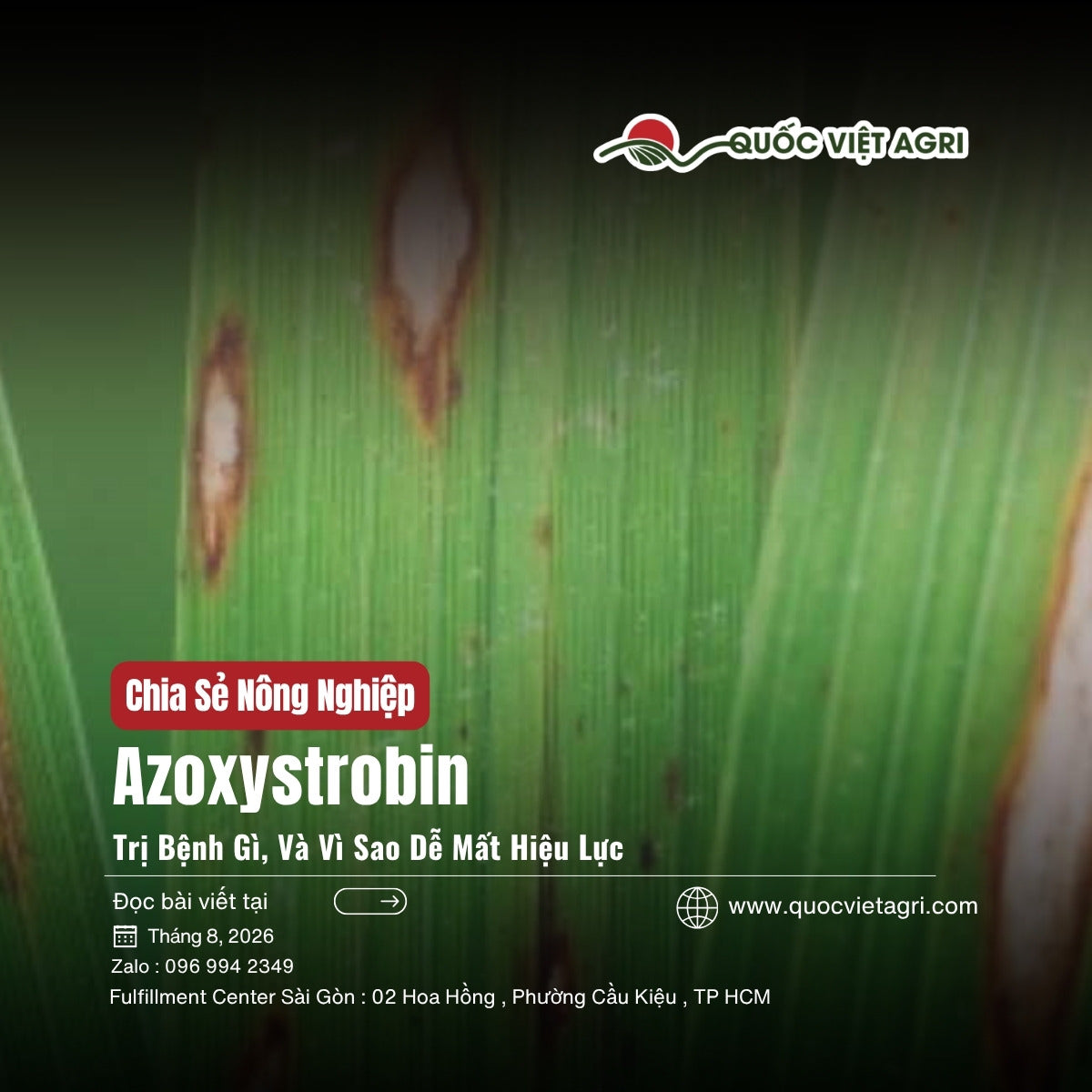 Azoxystrobin trị bệnh gì - ảnh bìa bài viết QVA
