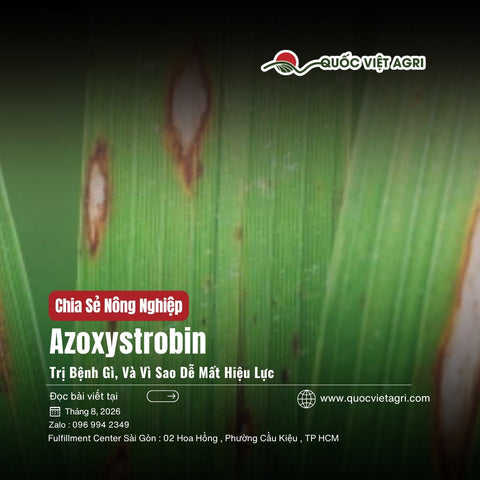 Azoxystrobin Là Hoạt Chất Gì? Trị Đạo Ôn, Lem Lép Hạt Và Cách Chống Kháng