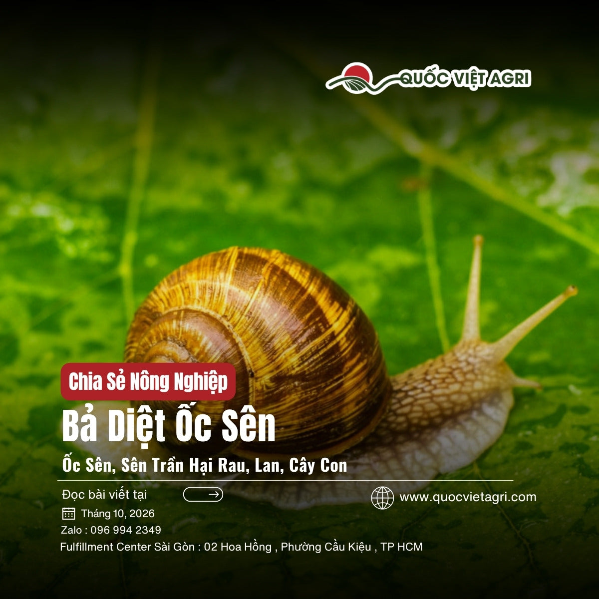 Ảnh bìa bài viết bả diệt ốc sên: ốc sên, sên trần hại rau, lan, cây con