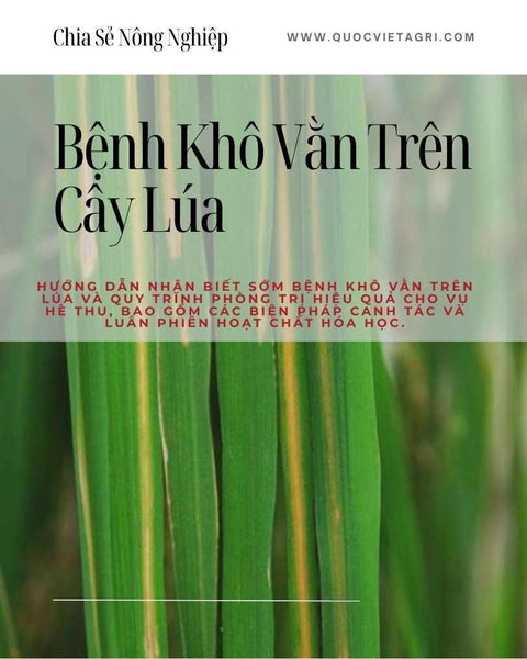 Quản Lý Bệnh Khô Vằn Trên Lúa Vụ Hè Thu: Nhận Biết Sớm và Giải Pháp Phòng Trị Hiệu Quả
