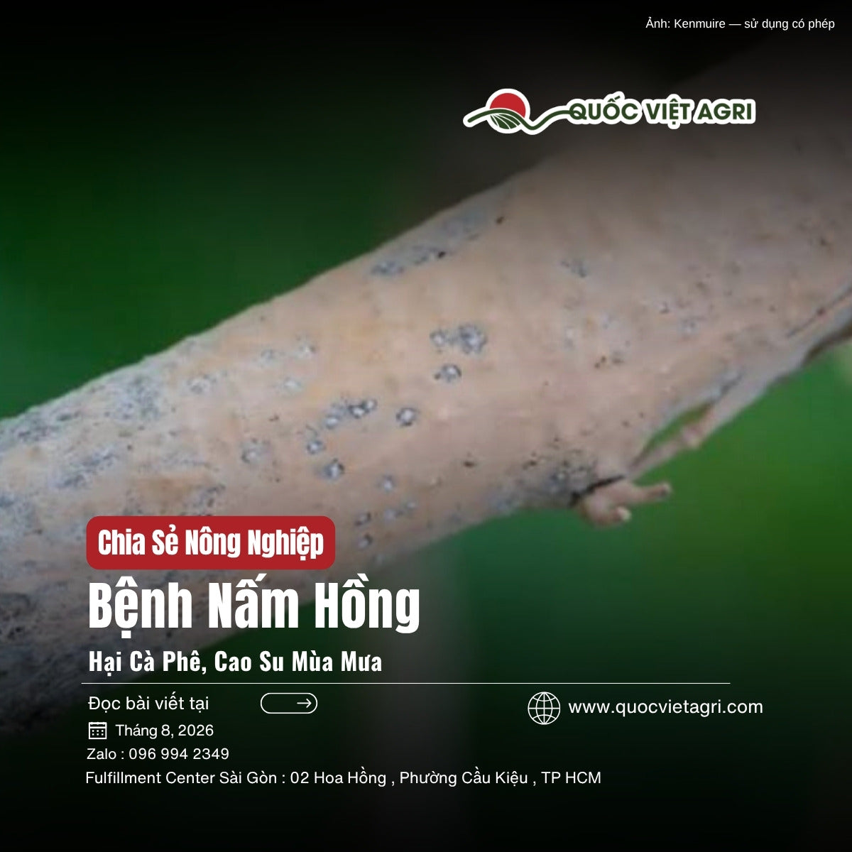 Bệnh nấm hồng hại cà phê cao su - ảnh bìa bài viết QVA