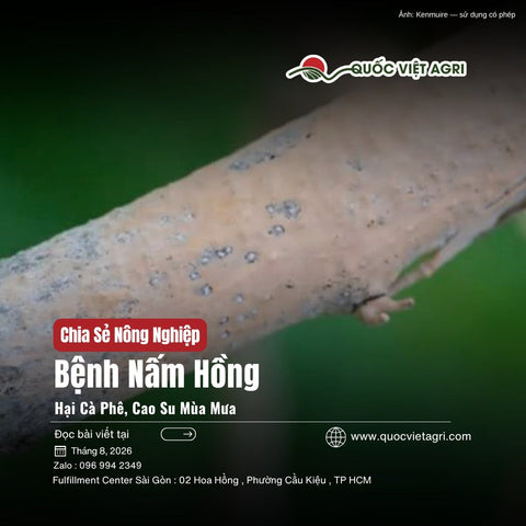 Nấm hồng trên cây cà phê mùa mưa: nhận biết sớm, xử lý đúng quy trình, giảm rủi ro tái phát