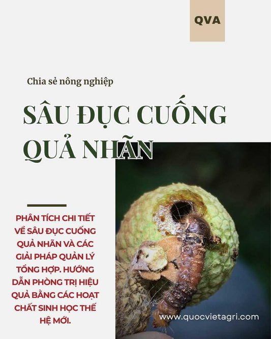 Longan quả nhãn bị sâu đục cuống quả: vết lỗ đục rõ rệt, xuất hiện sâu non làm hư quả trước thu hoạch.