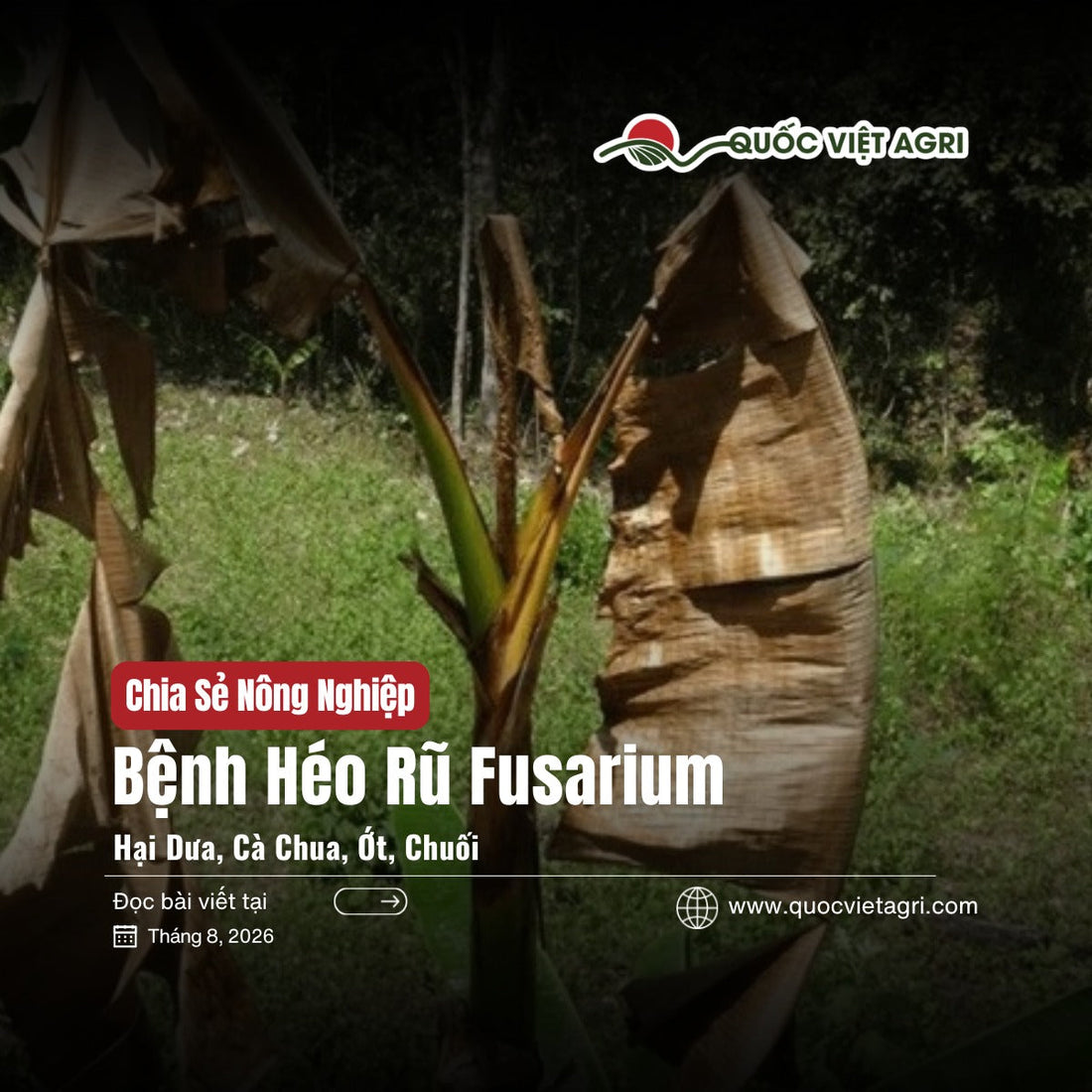 Ảnh bìa bài viết Bệnh Héo Rũ Fusarium Hại Dưa, Cà Chua, Ớt, Chuối của Quốc Việt Agri