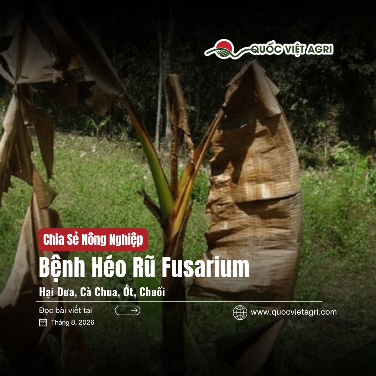 Ảnh bìa bài viết Bệnh Héo Rũ Fusarium Hại Dưa, Cà Chua, Ớt, Chuối của Quốc Việt Agri