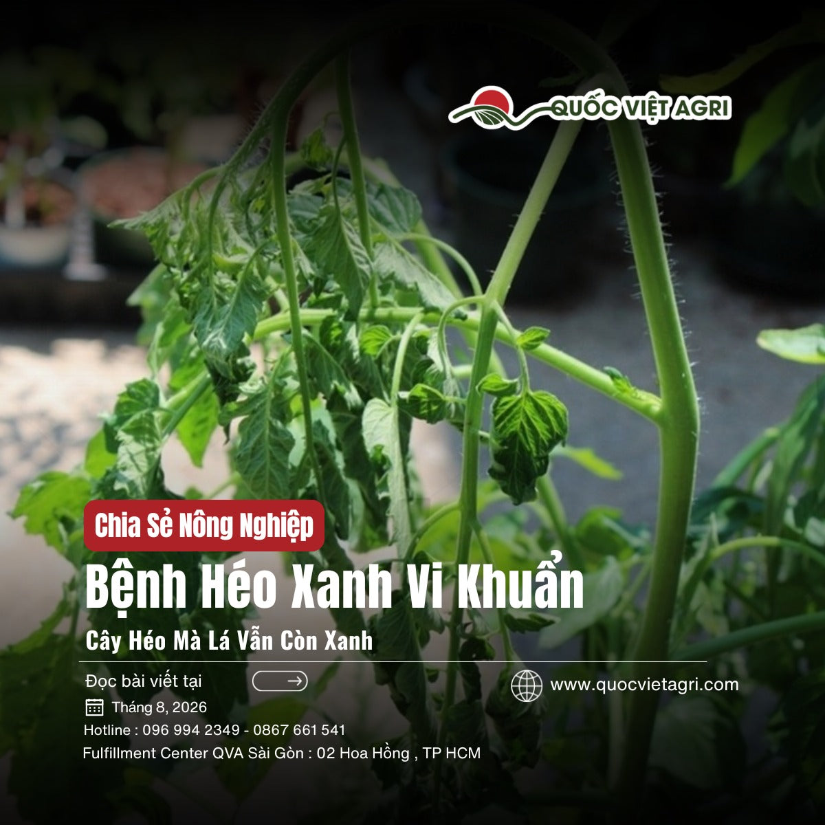 Ảnh bìa bài viết Bệnh Héo Xanh Vi Khuẩn — cây héo mà lá vẫn còn xanh, của Quốc Việt Agri
