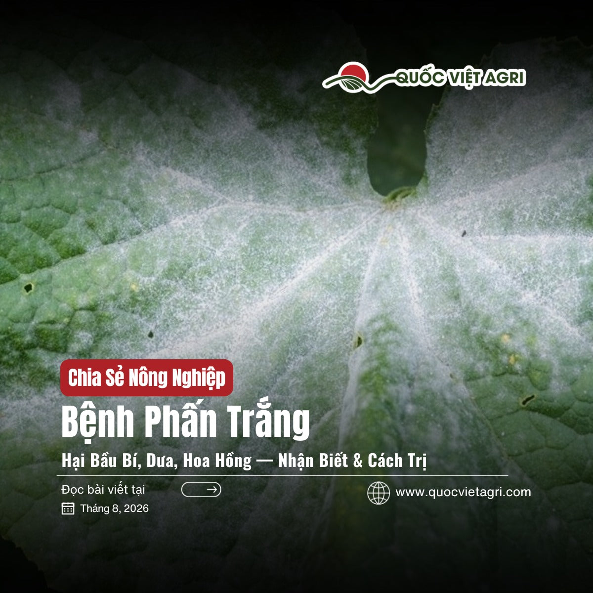 Ảnh bìa bài viết Bệnh Phấn Trắng Hại Bầu Bí, Dưa, Hoa Hồng của Quốc Việt Agri