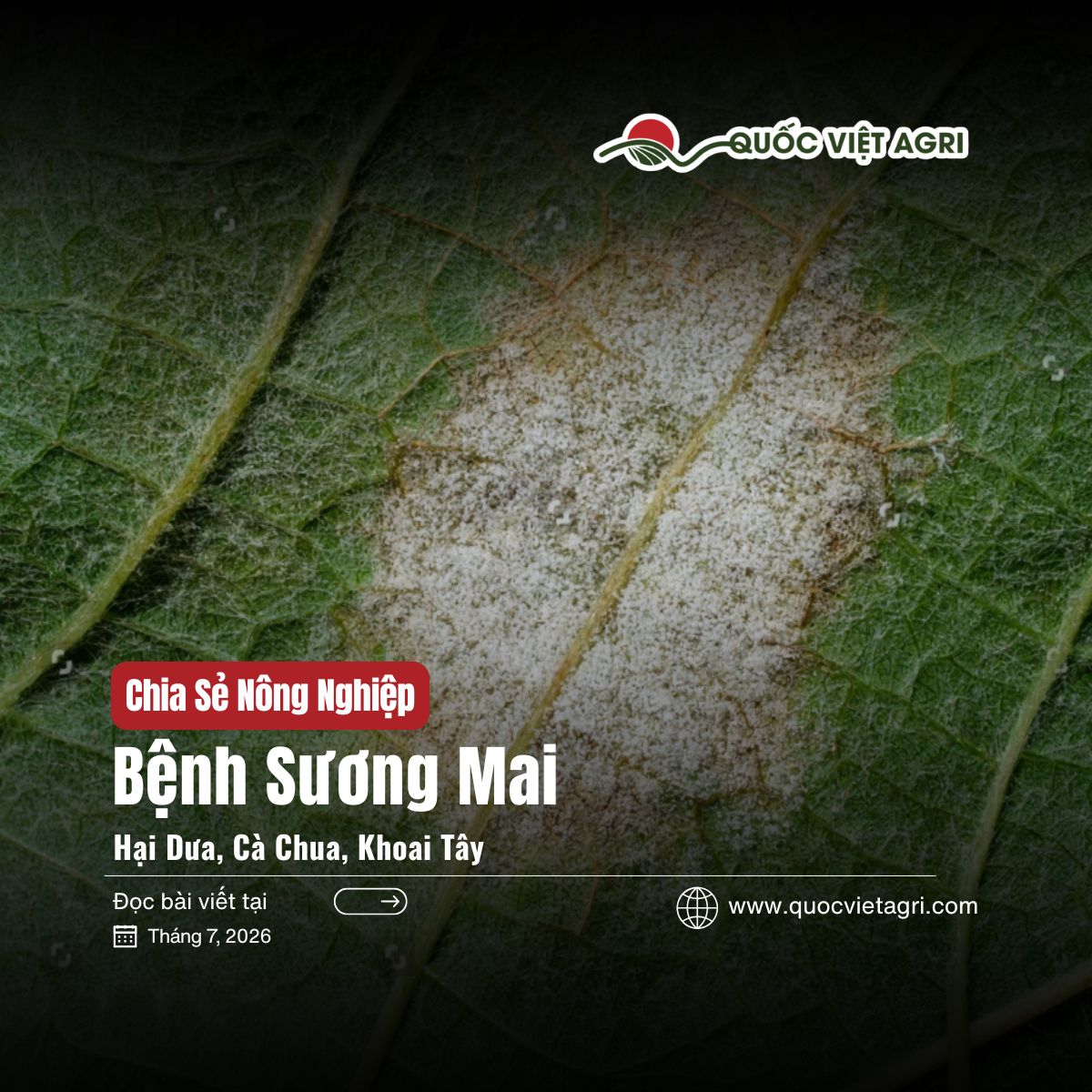 Ảnh bìa bài viết Bệnh Sương Mai Hại Dưa, Cà Chua, Khoai Tây