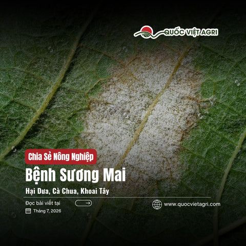 Bệnh Sương Mai Hại Dưa, Cà Chua, Khoai Tây: Nhận Biết Sớm và Phác Đồ Trị Chống Kháng