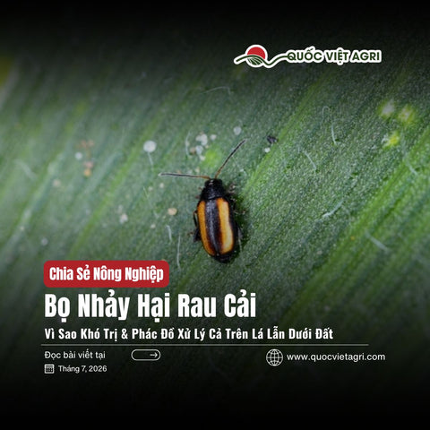 Bọ Nhảy Hại Rau Cải: Vì Sao Khó Trị & Phác Đồ Xử Lý Cả Trên Lá Lẫn Dưới Đất