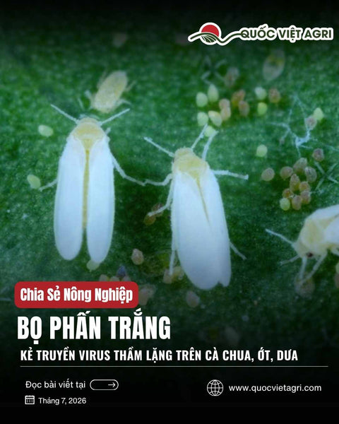 Bọ Phấn Trắng (Bemisia tabaci) Hại Cây Trồng: Nhận Biết, Truyền Virus & Phác Đồ Trị