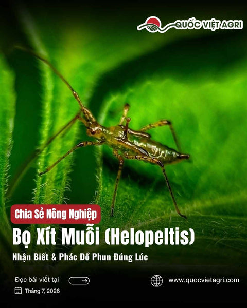 Bọ Xít Muỗi (Helopeltis) Hại Điều, Ca Cao, Chè: Nhận Biết & Phác Đồ Phun Đúng Lúc