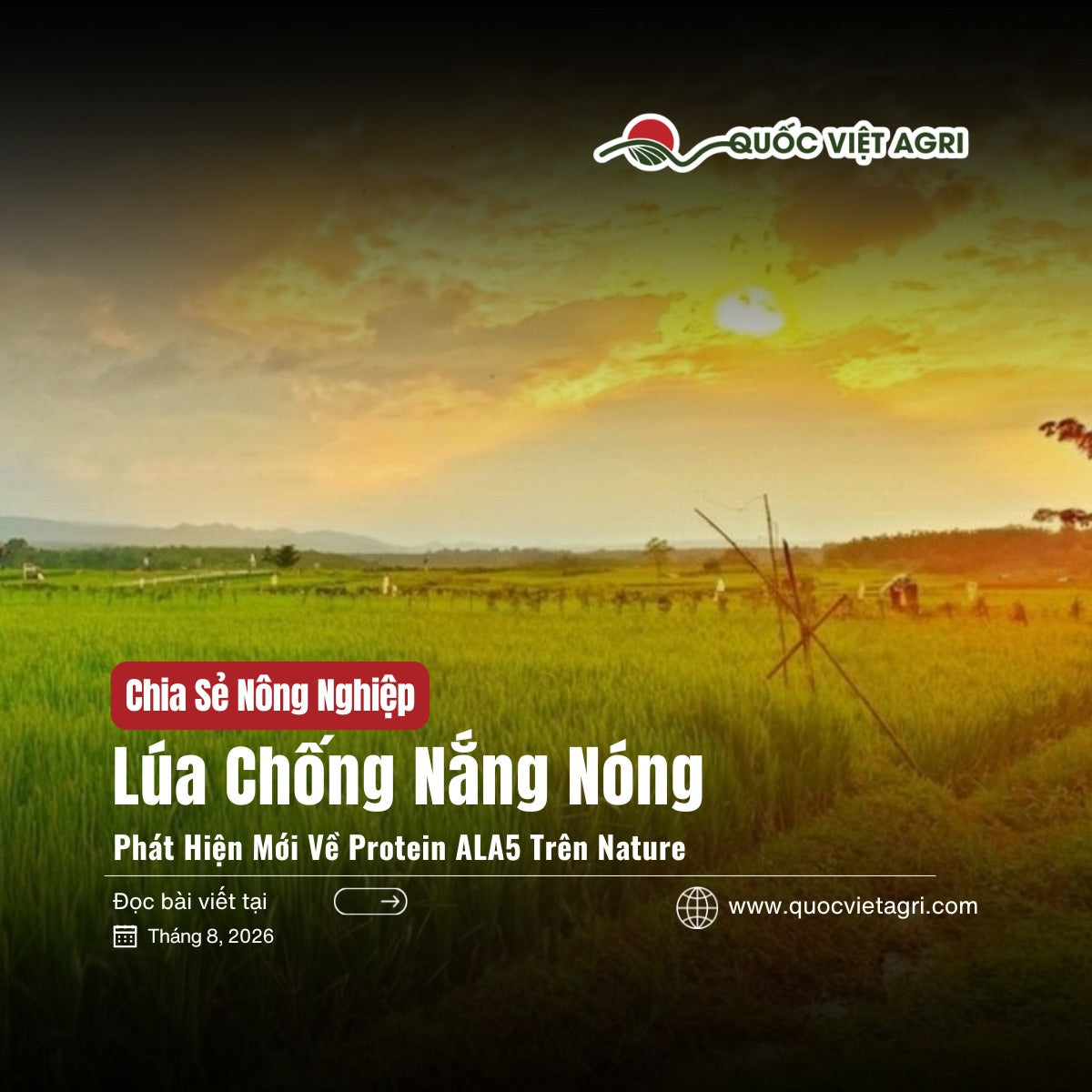 Ảnh bìa bài viết Lúa Chống Nắng Nóng — phát hiện mới về protein ALA5