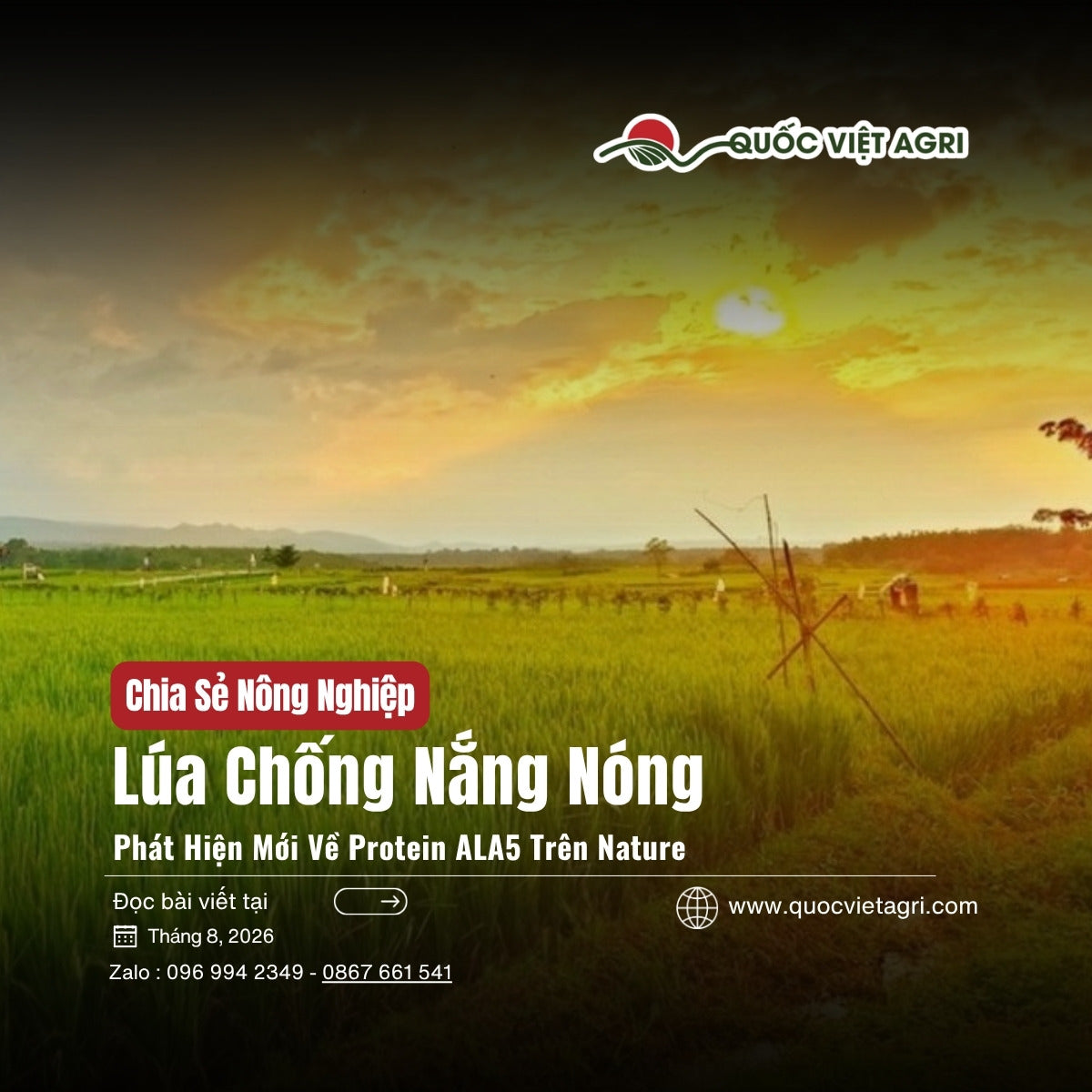 Ảnh bìa bài viết Lúa Chống Nắng Nóng — phát hiện mới về protein ALA5