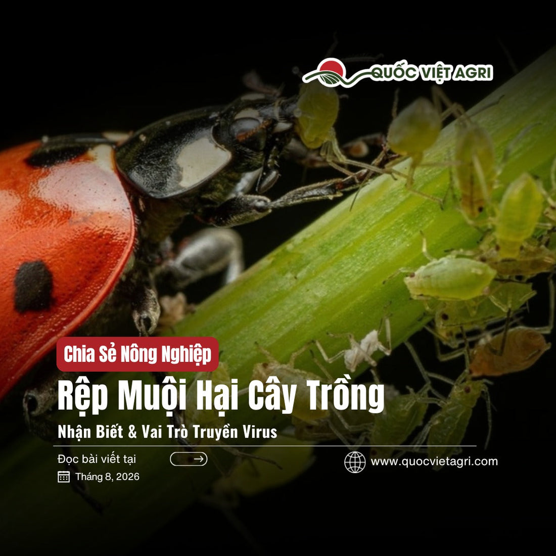 Ảnh bìa bài viết Rệp Muội Hại Cây Trồng của Quốc Việt Agri