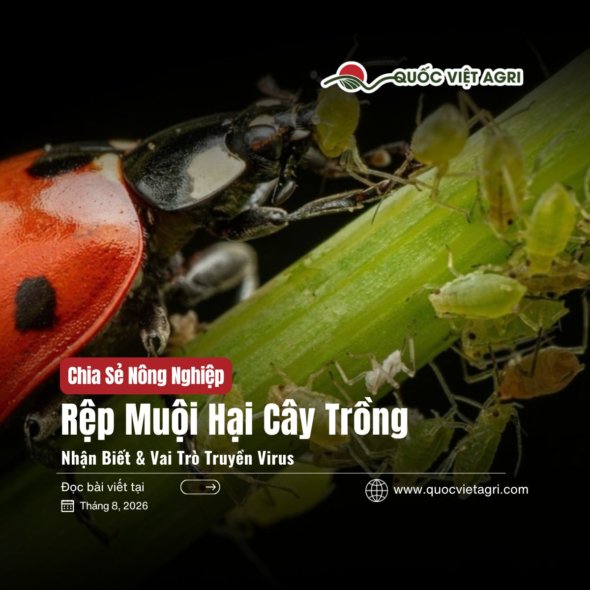 Ảnh bìa bài viết Rệp Muội Hại Cây Trồng của Quốc Việt Agri