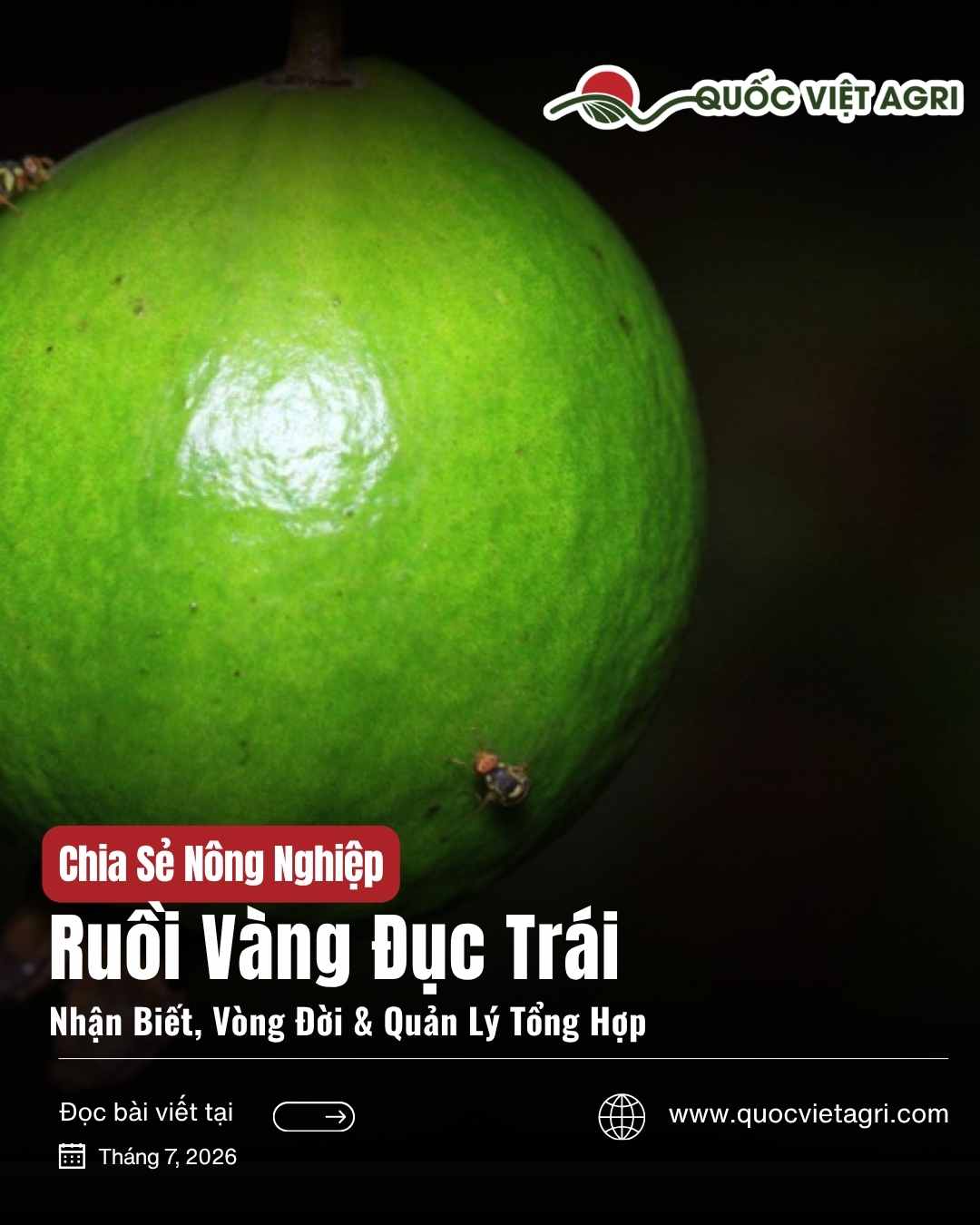 Ảnh bìa bài viết Ruồi Vàng Đục Trái Hại Cây Ăn Trái của Quốc Việt Agri