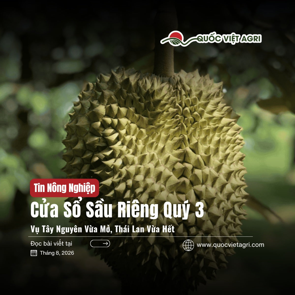Ảnh bìa bài viết Cửa Sổ Sầu Riêng Quý 3 — vụ Tây Nguyên vừa mở, Thái Lan vừa hết, của Quốc Việt Agri