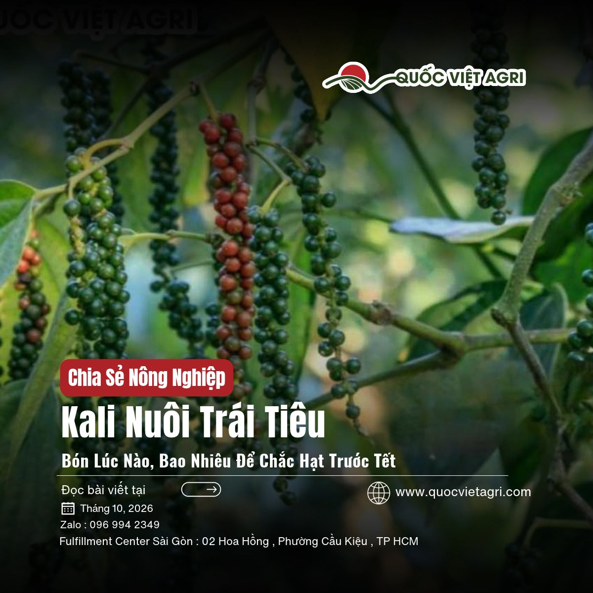 Chùm tiêu xanh và đỏ đang nuôi hạt trên dây, ảnh bìa bài viết bón kali nuôi trái hồ tiêu trước Tết của Quốc Việt Agri