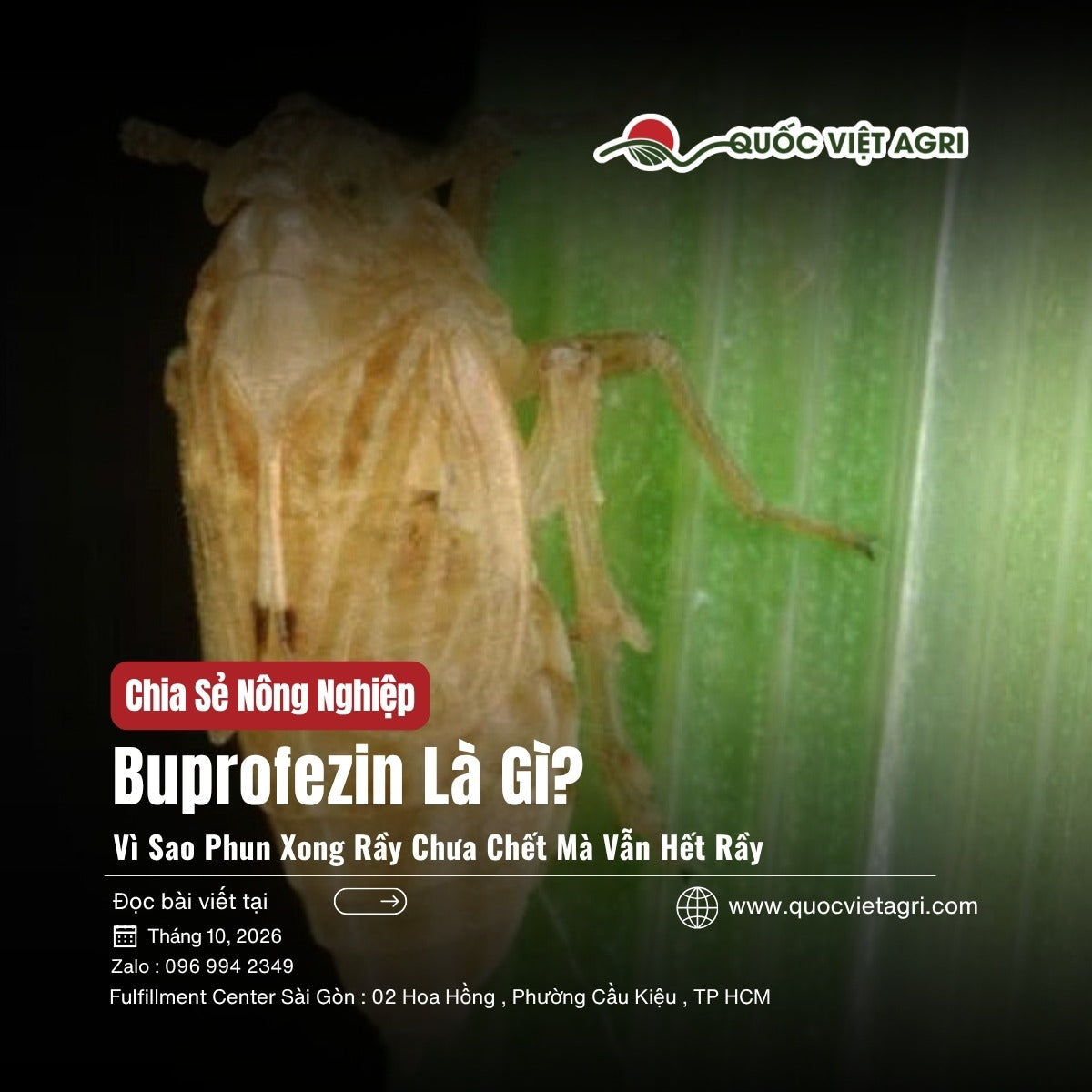 Buprofezin là gì – rầy nâu bám trên bẹ lá lúa