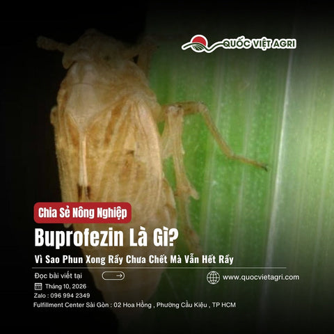 Buprofezin Là Gì? Vì Sao Phun Xong Rầy Chưa Chết Mà Vẫn Hết Rầy