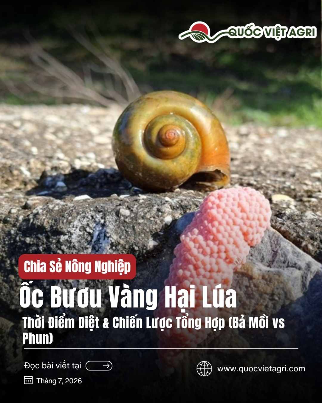 Ảnh bìa bài viết Ốc Bươu Vàng Hại Lúa — con ốc bươu vàng và ổ trứng hồng, của Quốc Việt Agri