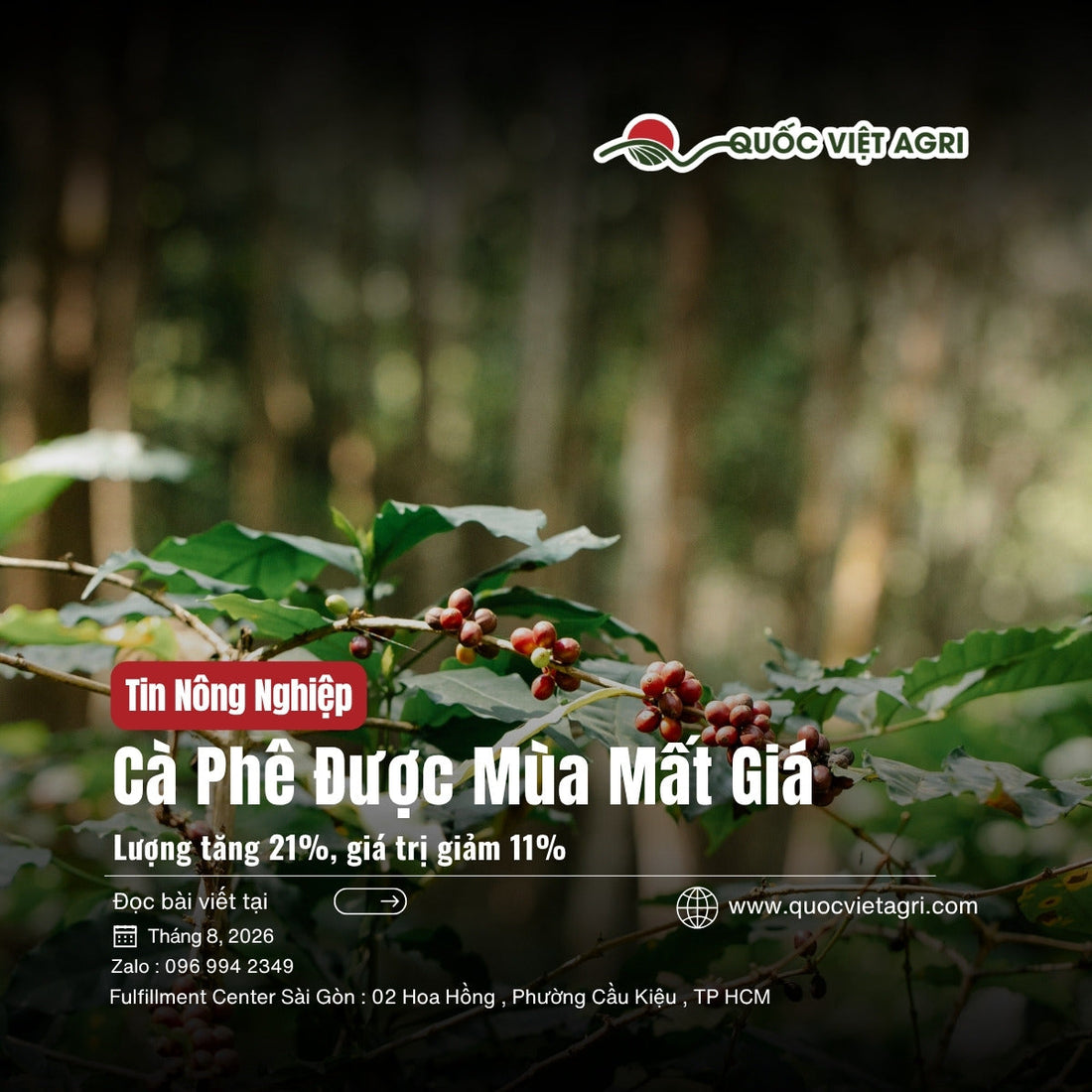 Cà phê được mùa mất giá - ảnh bìa bài viết QVA