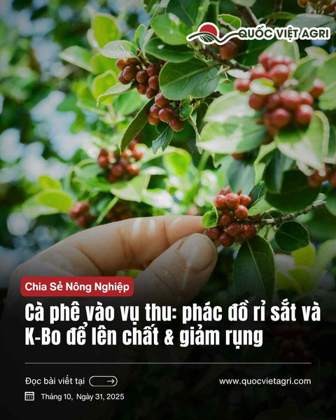 Cà phê vào vụ thu 2025/26 (Tây Nguyên): phác đồ rỉ sắt + K-Bo để lên chất và giảm rụng