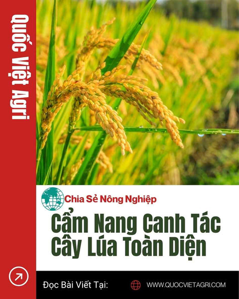 Cẩm nang kỹ thuật cây lúa: lịch bón phân, quản lý nước và IPM mùa mưa (Hè Thu)