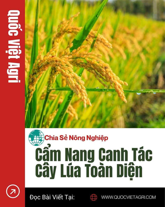 Cẩm nang canh tác cây lúa toàn diện” – Quốc Việt Agri; cận cảnh bông lúa chín vàng trên ruộng, nền xanh tươi.