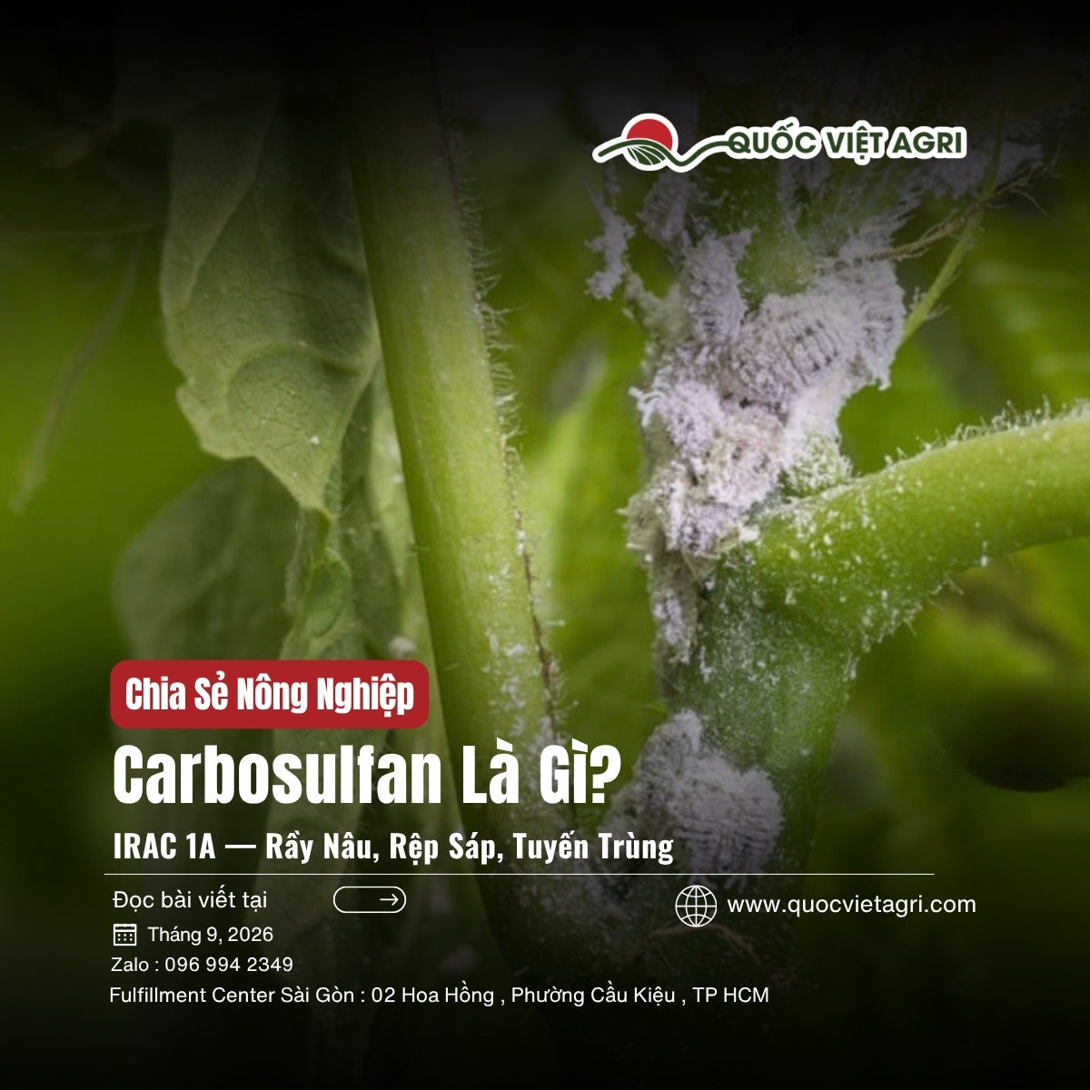 Carbosulfan là gì — carbamate IRAC 1A dùng cho rầy nâu, rệp sáp và tuyến trùng