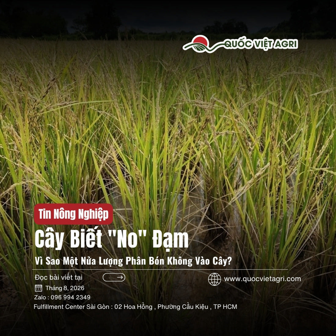 Bìa tin nông nghiệp Cây Biết No Đạm — ruộng lúa trổ đòng, Quốc Việt Agri