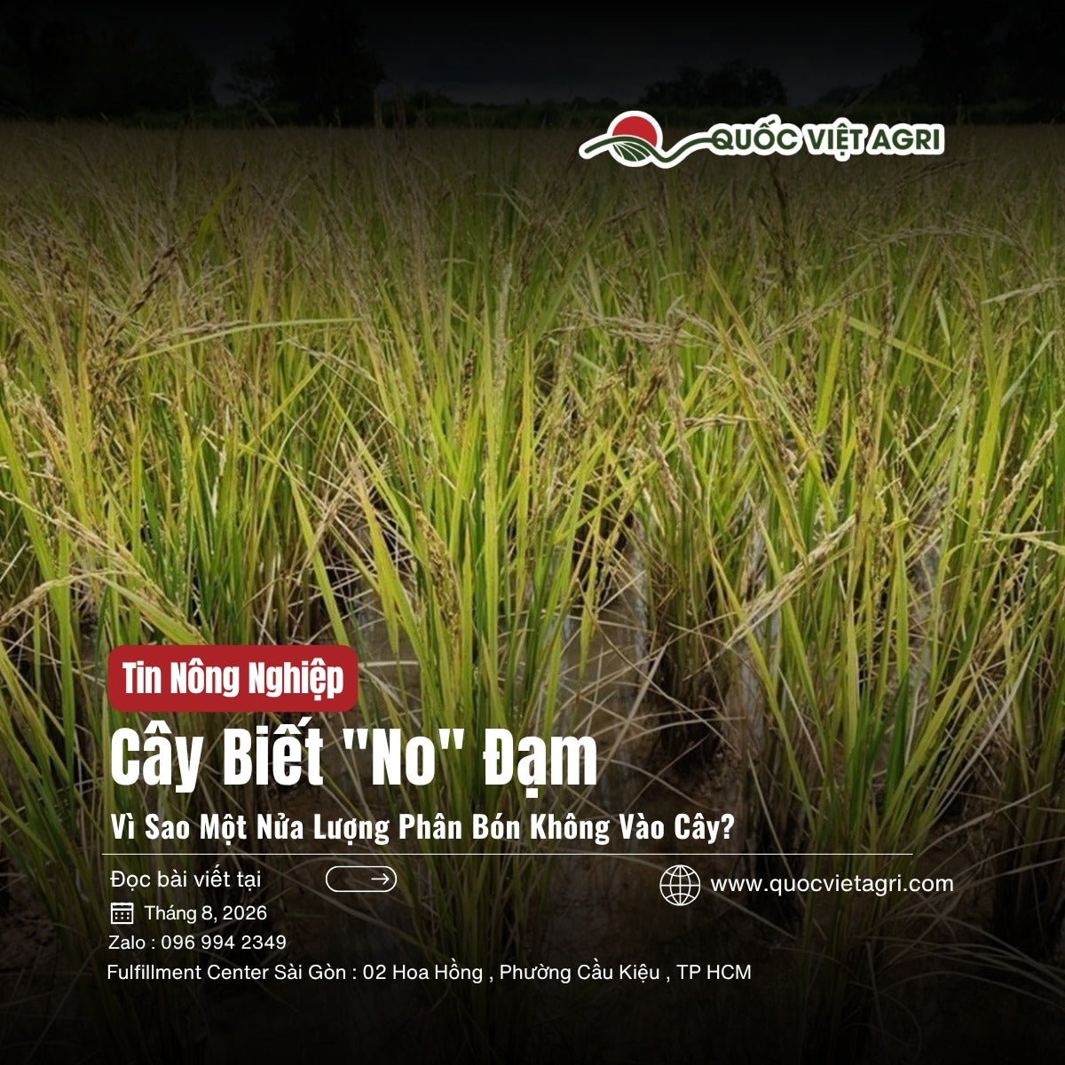 Bìa tin nông nghiệp Cây Biết No Đạm — ruộng lúa trổ đòng, Quốc Việt Agri