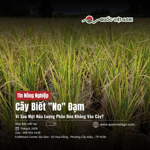 Cây Biết "No" Đạm: Phát Hiện Mới Giải Thích Vì Sao Một Nửa Lượng Phân Không Vào Cây