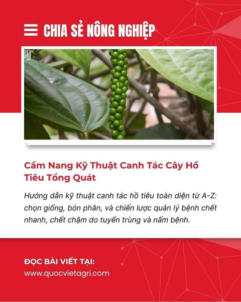 Cẩm Nang Kỹ Thuật Canh Tác Cây Hồ Tiêu Toàn Diện