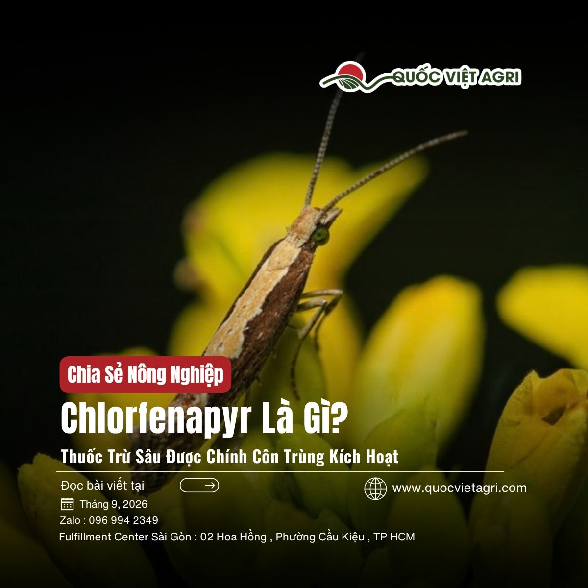 Sâu tơ trưởng thành (Plutella xylostella) đậu trên chùm hoa cải vàng — ảnh bìa bài viết về hoạt chất chlorfenapyr.